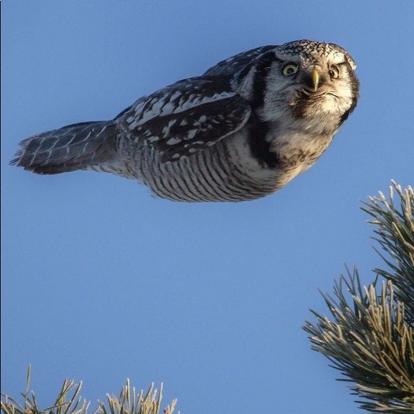 Meet your Posher, Sara - Picture 1 of 1